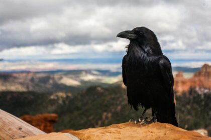 Cyprus Crows: Smarter Than You Think