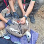 Griffon Vulture Chick Tagged in Cyprus for the First Time