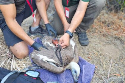 Griffon Vulture Chick Tagged in Cyprus for the First Time