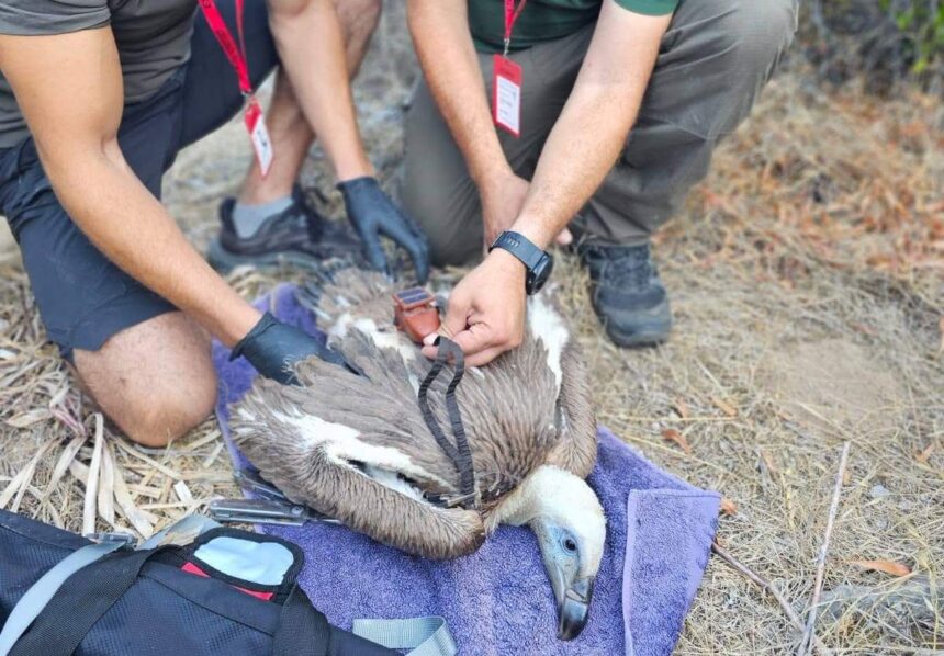 Griffon Vulture Chick Tagged in Cyprus for the First Time