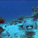 Understanding the Risks of the Silver-Cheeked Toad Fish in Cyprus