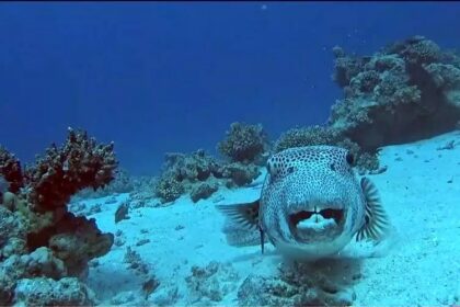Understanding the Risks of the Silver-Cheeked Toad Fish in Cyprus