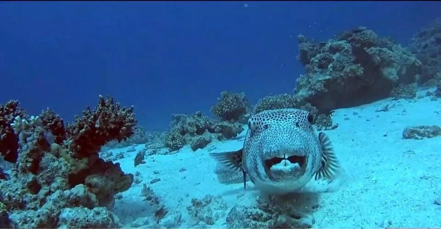 Understanding the Risks of the Silver-Cheeked Toad Fish in Cyprus