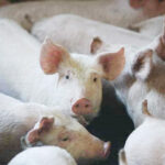 Slaughter of 33,000 Healthy Piglets in Cyprus Amid Export Ban