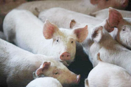 Slaughter of 33,000 Healthy Piglets in Cyprus Amid Export Ban