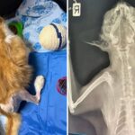 Nicosia Residents Demand Action as Cat Shootings Continue in Lakatamia