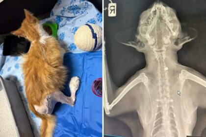 Nicosia Residents Demand Action as Cat Shootings Continue in Lakatamia