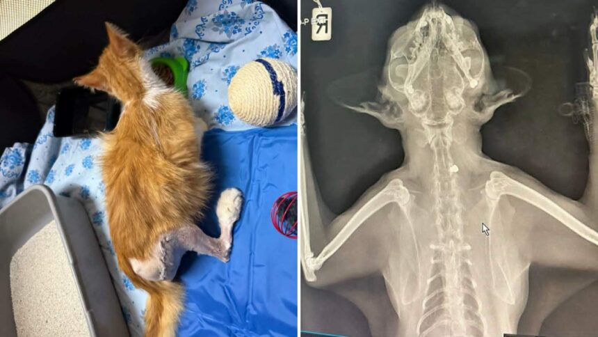 Nicosia Residents Demand Action as Cat Shootings Continue in Lakatamia